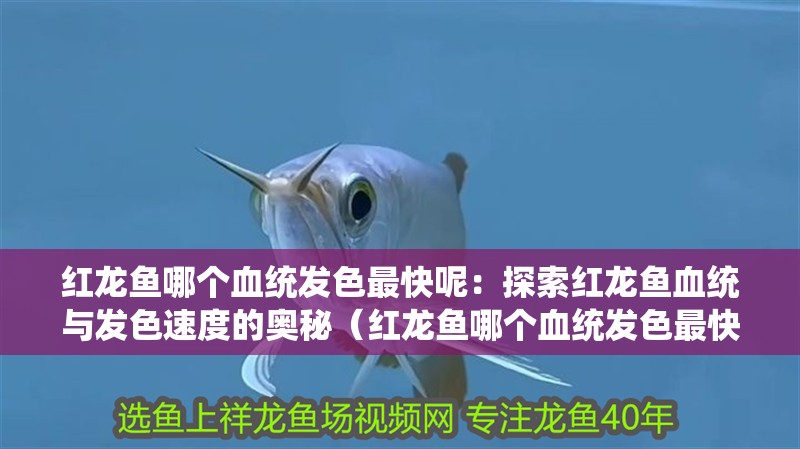 紅龍魚哪個血統(tǒng)發(fā)色最快呢：探索紅龍魚血統(tǒng)與發(fā)色速度的奧秘（紅龍魚哪個血統(tǒng)發(fā)色最快）