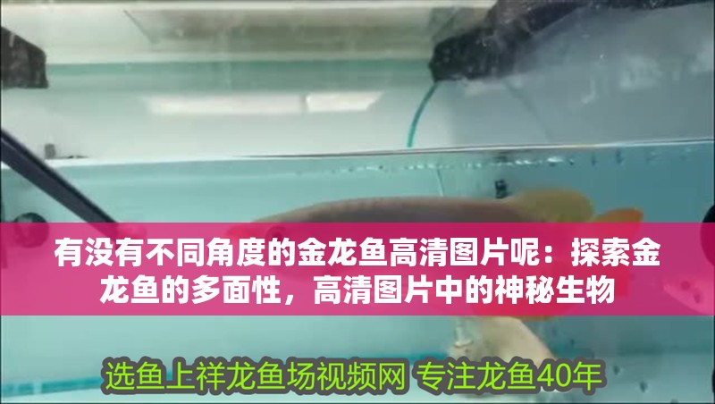 有沒有不同角度的金龍魚高清圖片呢：探索金龍魚的多面性，高清圖片中的神秘生物