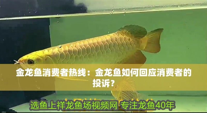 金龍魚消費者熱線：金龍魚如何回應消費者的投訴？