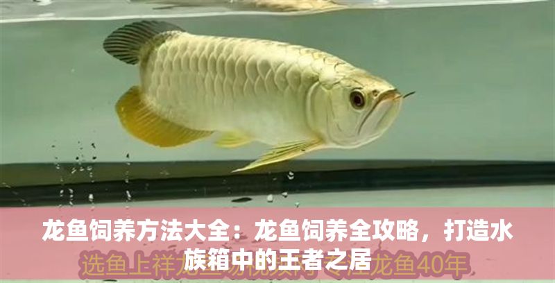 龍魚飼養方法大全：龍魚飼養全攻略，打造水族箱中的王者之居