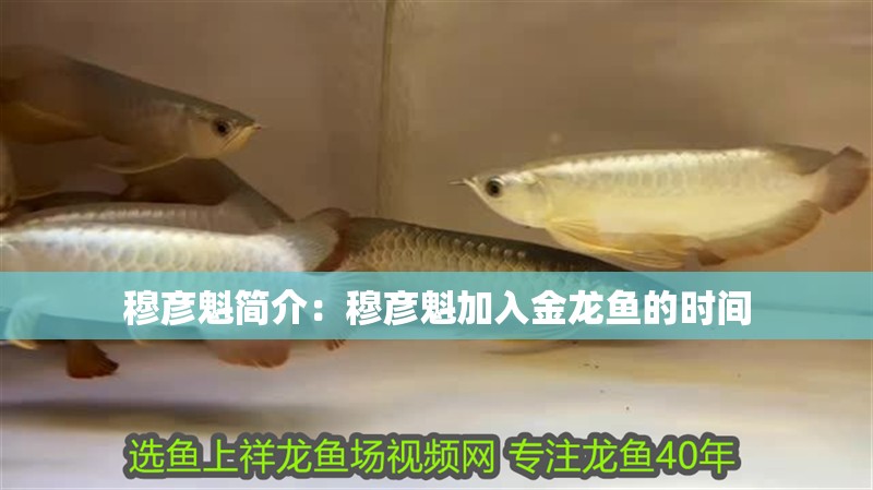 穆彥魁簡介：穆彥魁加入金龍魚的時間
