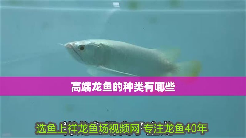 高端龍魚的種類有哪些