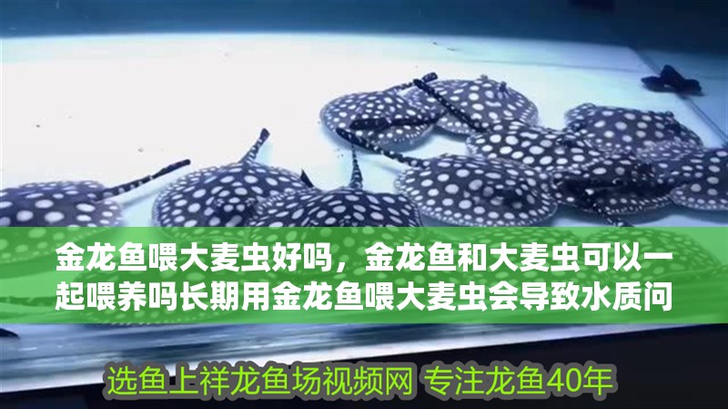 金波鄉龍魚水族店(金龍魚村電話) 金龍魚喂大麥蟲好嗎,金龍魚和大麥蟲可以一起喂養嗎長期用金龍魚喂大麥蟲會導致水質問題 觀賞魚百科 金龍魚喂大麥蟲好嗎,金龍魚和大麥蟲可以一起喂養嗎長期用金龍魚喂大麥蟲會導致水質問題 金龍魚喂大麥蟲好嗎,金龍魚和大麥蟲可以一起喂養嗎長期用金龍魚喂大麥蟲會導致水質問題 觀賞魚百科