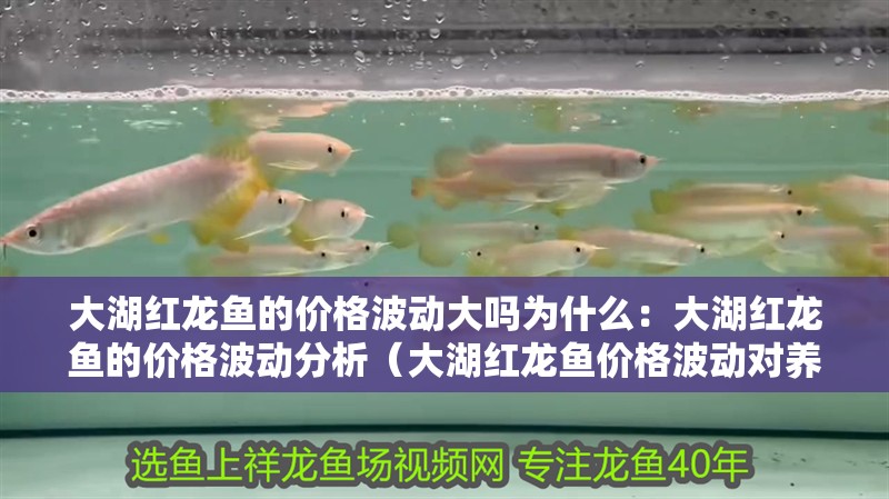 大湖紅龍魚的價格波動大嗎為什么：大湖紅龍魚的價格波動分析（大湖紅龍魚價格波動對養殖戶的影響）
