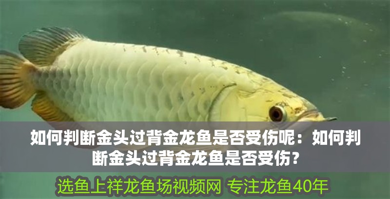 如何判斷金頭過背金龍魚是否受傷呢：如何判斷金頭過背金龍魚是否受傷？