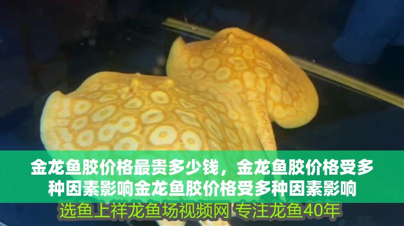 金龍魚膠價(jià)格最貴多少錢，金龍魚膠價(jià)格受多種因素影響金龍魚膠價(jià)格受多種因素影響 金龍魚膠價(jià)格最貴多少錢，金龍魚膠價(jià)格受多種因素影響金龍魚膠價(jià)格受多種因素影響 龍魚百科 第2張