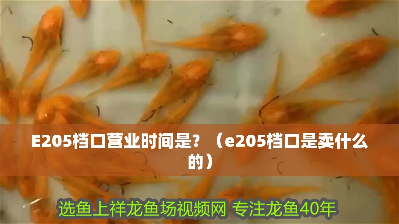E205檔口營業時間是？（e205檔口是賣什么的）