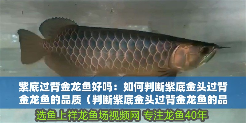紫底過背金龍魚好嗎：如何判斷紫底金頭過背金龍魚的品質(zhì)（判斷紫底金頭過背金龍魚的品質(zhì)是否具有良好的品質(zhì)）