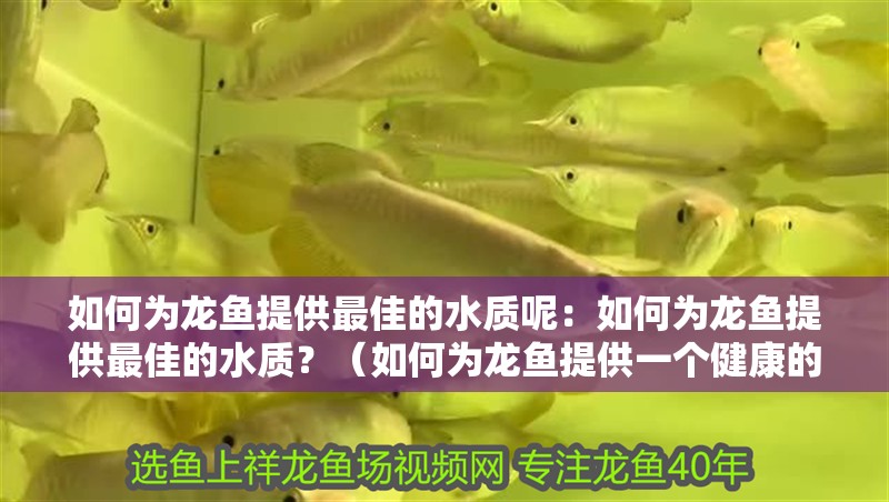 如何為龍魚(yú)提供最佳的水質(zhì)呢：如何為龍魚(yú)提供最佳的水質(zhì)？（如何為龍魚(yú)提供一個(gè)健康的生活環(huán)境）