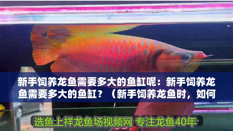 新手飼養(yǎng)龍魚需要多大的魚缸呢：新手飼養(yǎng)龍魚需要多大的魚缸？（新手飼養(yǎng)龍魚時(shí)，如何選擇一個(gè)合適的魚缸）