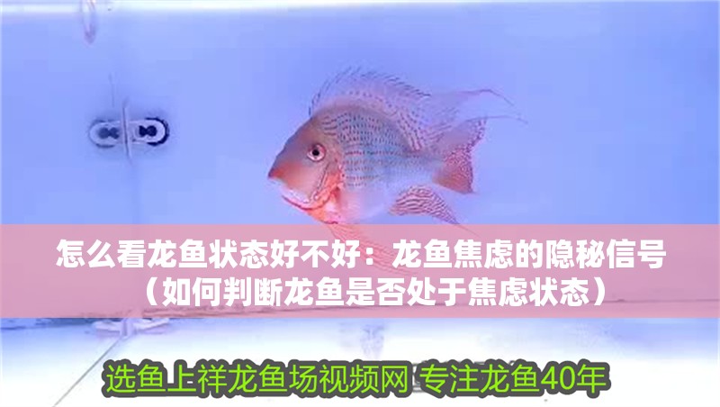 怎么看龍魚狀態(tài)好不好：龍魚焦慮的隱秘信號（如何判斷龍魚是否處于焦慮狀態(tài)）