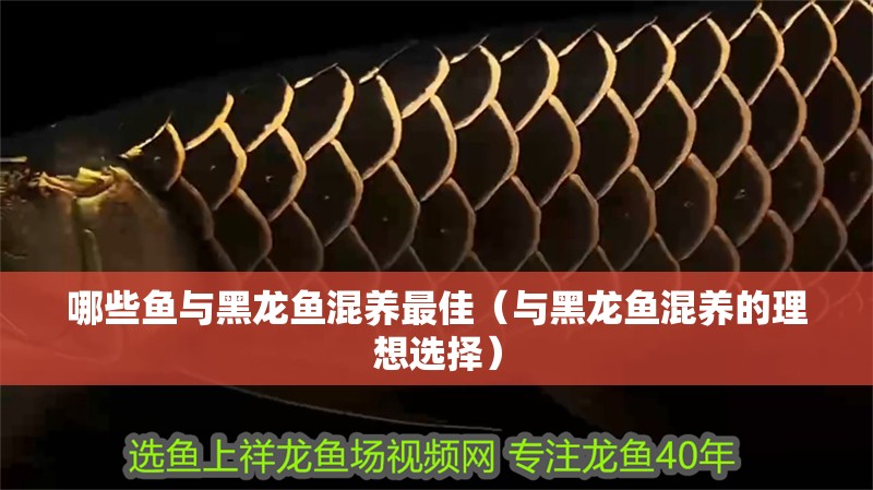 哪些魚與黑龍魚混養最佳（與黑龍魚混養的理想選擇）
