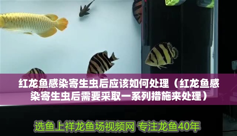 紅龍魚感染寄生蟲后應該如何處理（紅龍魚感染寄生蟲后需要采取一系列措施來處理） 紅龍魚感染寄生蟲后應該如何處理（紅龍魚感染寄生蟲后需要采取一系列措施來處理） 龍魚百科