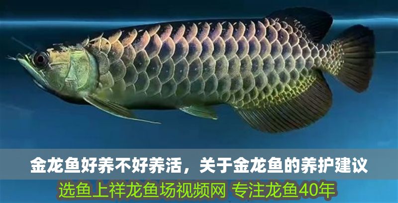 金龍魚好養不好養活，關于金龍魚的養護建議