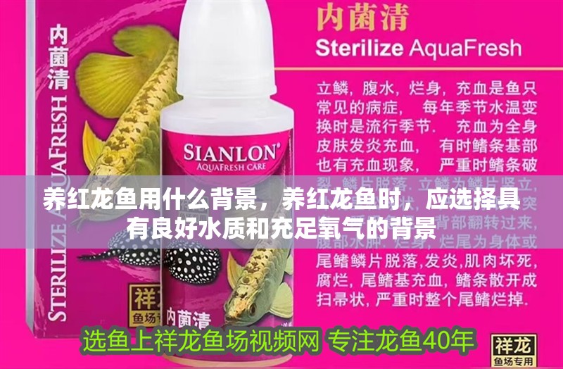 養(yǎng)紅龍魚用什么背景，養(yǎng)紅龍魚時(shí)，應(yīng)選擇具有良好水質(zhì)和充足氧氣的背景