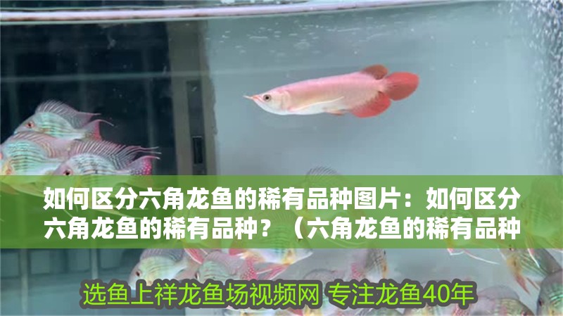 如何區分六角龍魚的稀有品種圖片：如何區分六角龍魚的稀有品種？（六角龍魚的稀有品種需要對各種特征進行仔細觀察和分析）
