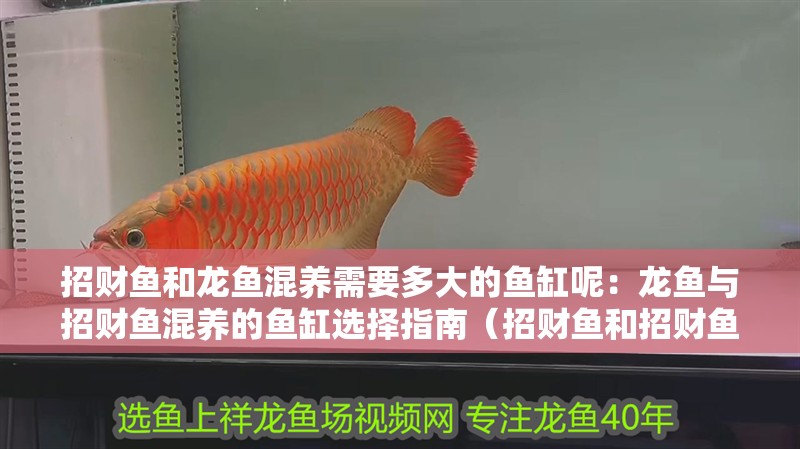 招財(cái)魚和龍魚混養(yǎng)需要多大的魚缸呢：龍魚與招財(cái)魚混養(yǎng)的魚缸選擇指南（招財(cái)魚和招財(cái)魚混養(yǎng)的魚缸尺寸范圍如何選擇合適的魚缸）