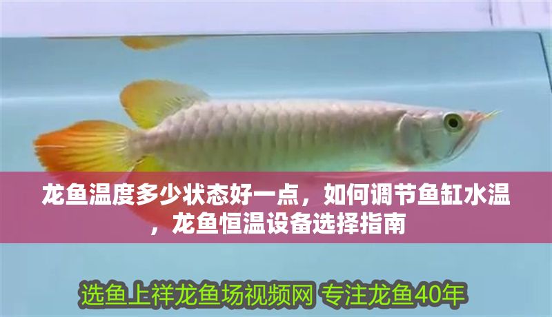 龍魚溫度多少狀態好一點，如何調節魚缸水溫，龍魚恒溫設備選擇指南