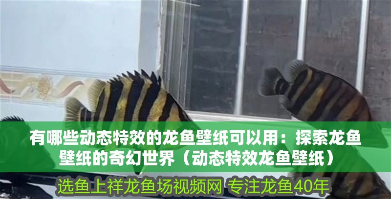 有哪些動態(tài)特效的龍魚壁紙可以用：探索龍魚壁紙的奇幻世界（動態(tài)特效龍魚壁紙）
