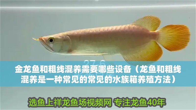 金龍魚和粗線混養(yǎng)需要哪些設(shè)備（龍魚和粗線混養(yǎng)是一種常見的常見的水族箱養(yǎng)殖方法）
