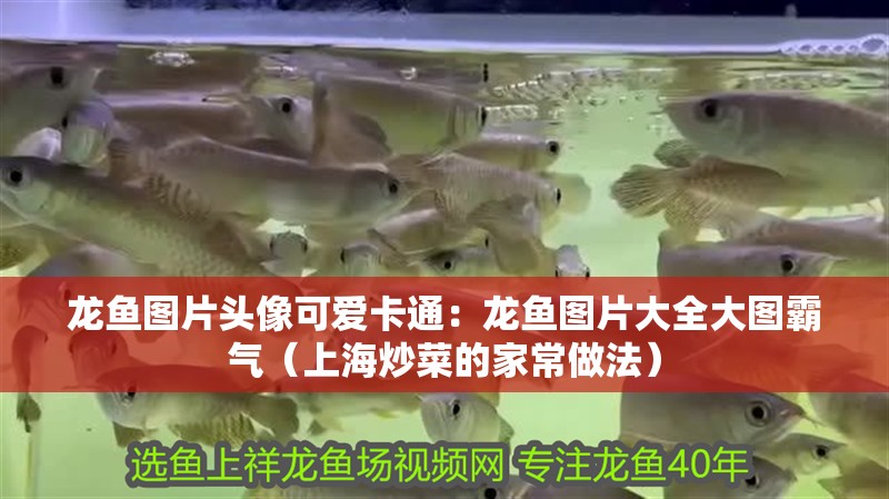 龍魚圖片頭像可愛卡通：龍魚圖片大全大圖霸氣（上海炒菜的家常做法）