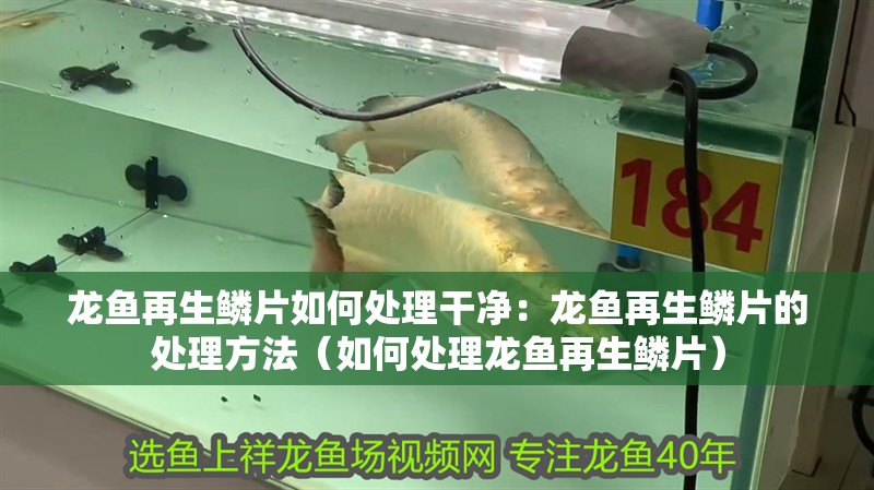 龍魚再生鱗片如何處理干凈：龍魚再生鱗片的處理方法（如何處理龍魚再生鱗片）