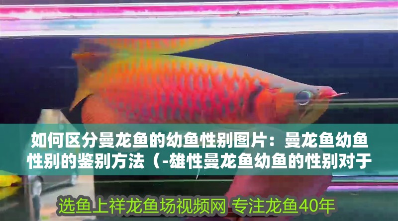如何區分曼龍魚的幼魚性別圖片：曼龍魚幼魚性別的鑒別方法（-雄性曼龍魚幼魚的性別對于養魚愛好者來說是一項重要的技能）