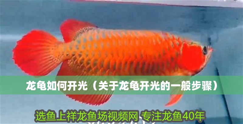 龍龜如何開光（關于龍龜開光的一般步驟）