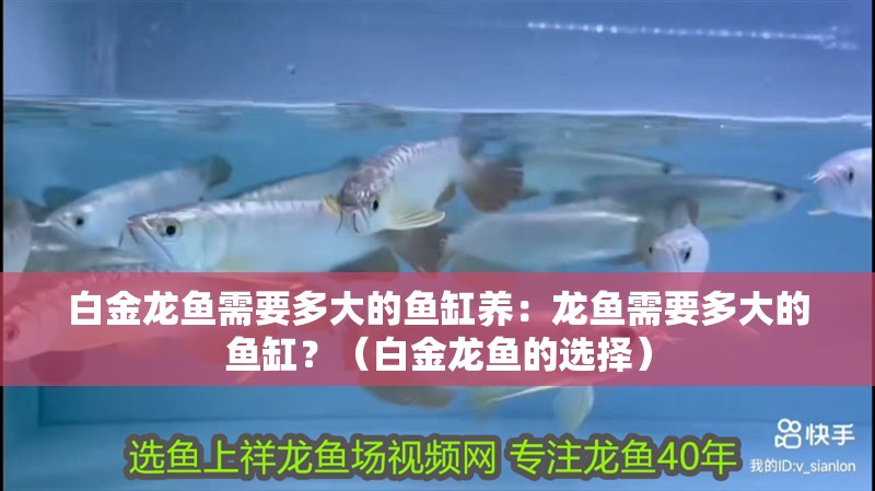 白金龍魚需要多大的魚缸養：龍魚需要多大的魚缸？（白金龍魚的選擇）