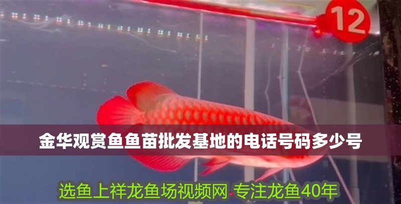 金華觀賞魚魚苗批發基地的電話號碼多少號
