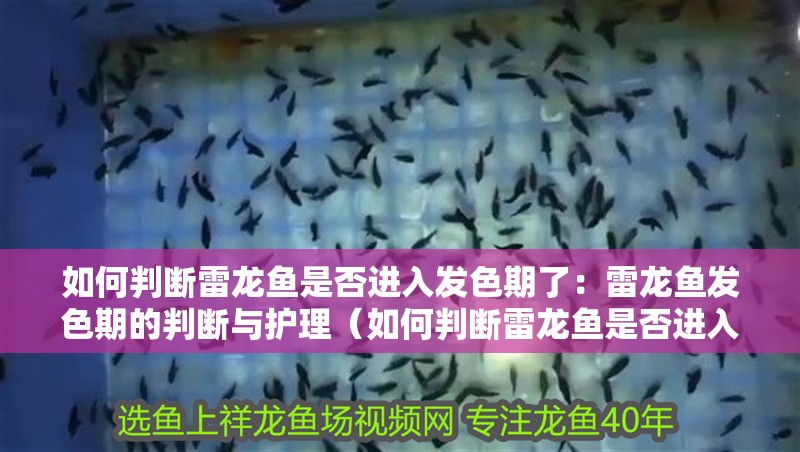 如何判斷雷龍魚是否進入發色期了：雷龍魚發色期的判斷與護理（如何判斷雷龍魚是否進入了發色期）