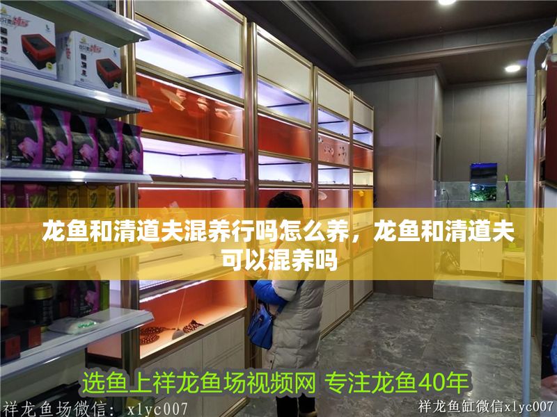 龍魚和清道夫混養行嗎怎么養，龍魚和清道夫可以混養嗎