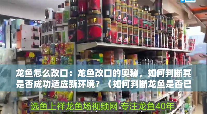 龍魚怎么改口：龍魚改口的奧秘，如何判斷其是否成功適應(yīng)新環(huán)境？（如何判斷龍魚是否已經(jīng)成功地適應(yīng)了新環(huán)境）