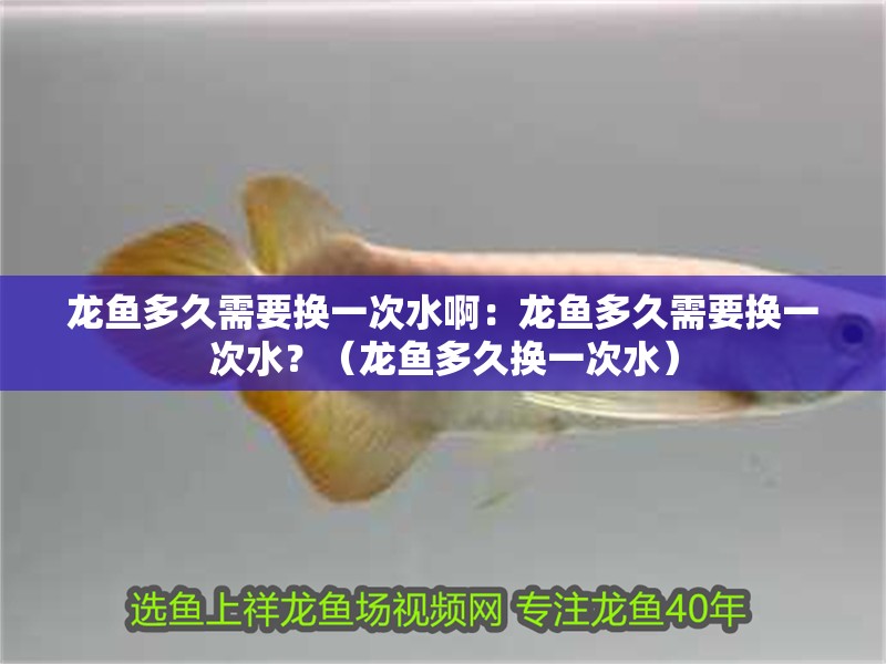 龍魚多久需要換一次水啊：龍魚多久需要換一次水？（龍魚多久換一次水）