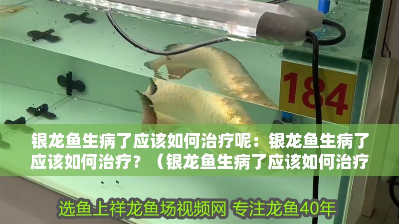 銀龍魚生病了應該如何治療呢：銀龍魚生病了應該如何治療？（銀龍魚生病了應該如何治療，）