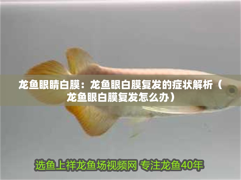 龍魚眼睛白膜：龍魚眼白膜復(fù)發(fā)的癥狀解析（龍魚眼白膜復(fù)發(fā)怎么辦）