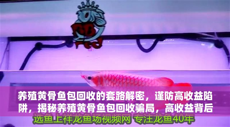 養殖黃骨魚包回收的套路解密，謹防高收益陷阱，揭秘養殖黃骨魚包回收騙局，高收益背后的陷阱