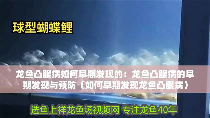 龍魚凸眼病如何早期發現的：龍魚凸眼病的早期發現與預防（如何早期發現龍魚凸眼病）