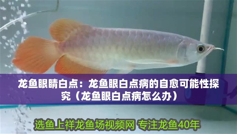 龍魚眼睛白點(diǎn)：龍魚眼白點(diǎn)病的自愈可能性探究（龍魚眼白點(diǎn)病怎么辦）