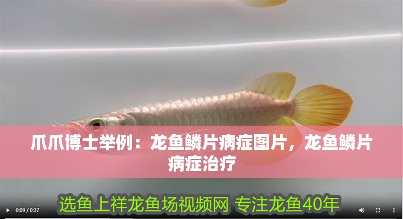 爪爪博士舉例：龍魚鱗片病癥圖片，龍魚鱗片病癥治療