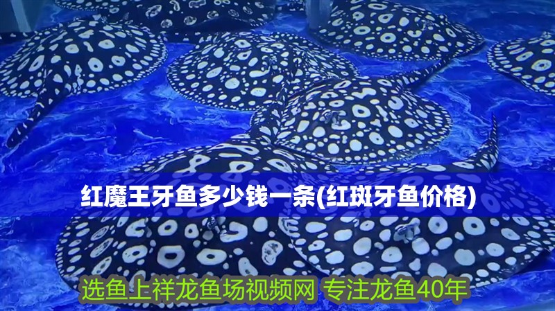 我的虎魚真菌感染了要怎么處理 紅魔王牙魚多少錢一條(紅斑牙魚價格) 觀賞魚百科 紅魔王牙魚多少錢一條(紅斑牙魚價格) 紅魔王牙魚多少錢一條(紅斑牙魚價格) 觀賞魚百科