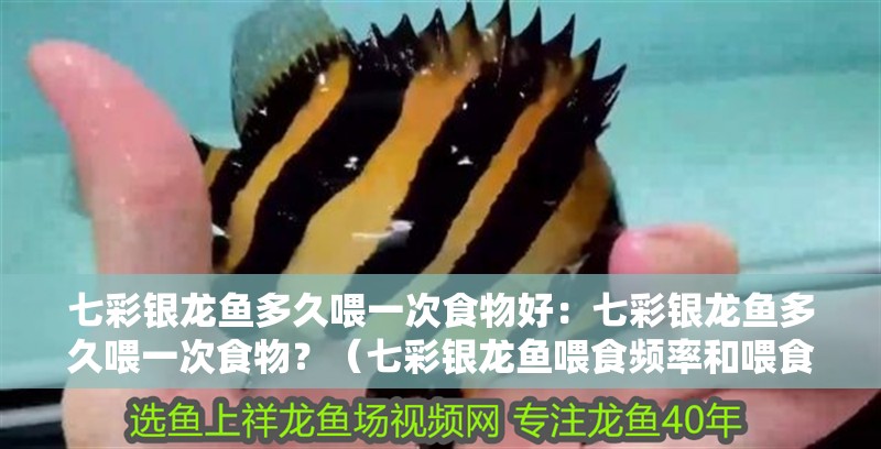 七彩銀龍魚多久喂一次食物好：七彩銀龍魚多久喂一次食物？（七彩銀龍魚喂食頻率和喂食頻率和適量的喂食量是關鍵）