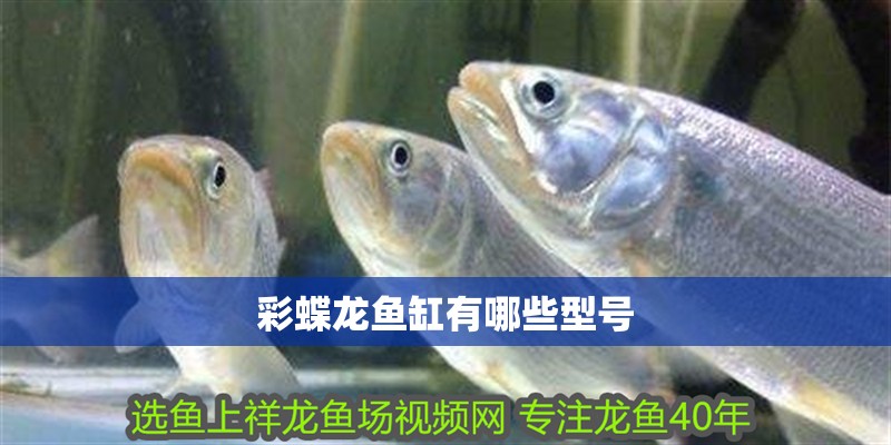 彩蝶龍魚缸有哪些型號(hào)