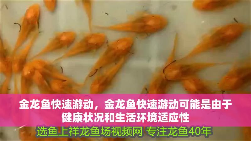 金龍魚快速游動，金龍魚快速游動可能是由于健康狀況和生活環境適應性