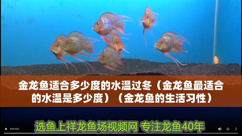 金龍魚適合多少度的水溫過冬（金龍魚最適合的水溫是多少度）（金龍魚的生活習性） 金龍魚適合多少度的水溫過冬（金龍魚最適合的水溫是多少度）（金龍魚的生活習性） 觀賞魚百科