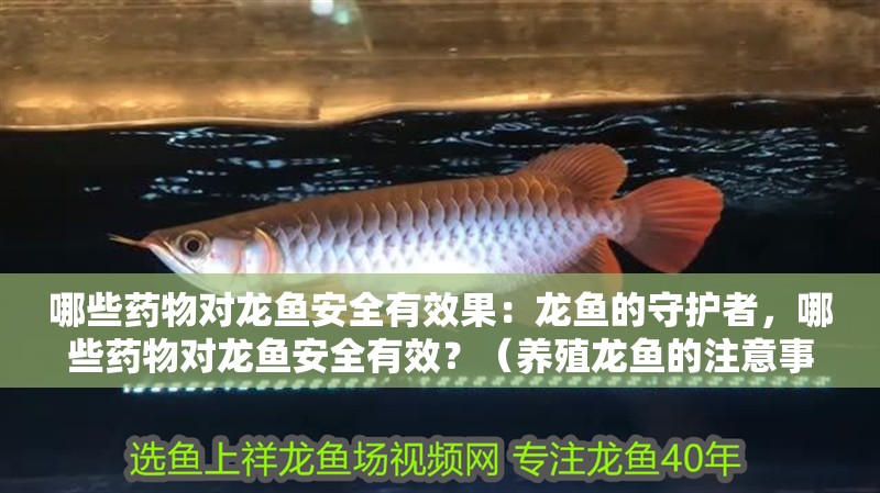 哪些藥物對龍魚安全有效果：龍魚的守護者，哪些藥物對龍魚安全有效？（養(yǎng)殖龍魚的注意事項）