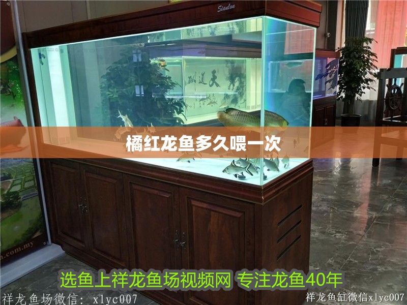 橘紅龍魚多久喂一次