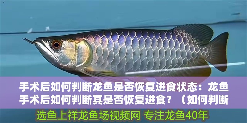 手術后如何判斷龍魚是否恢復進食狀態：龍魚手術后如何判斷其是否恢復進食？（如何判斷龍魚是否已經恢復了進食能力）