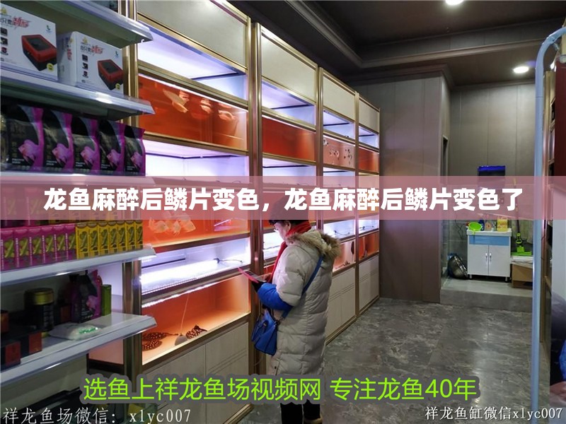 龍魚麻醉后鱗片變色，龍魚麻醉后鱗片變色了
