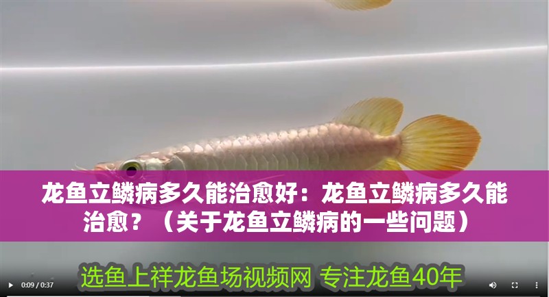 龍魚立鱗病多久能治愈好：龍魚立鱗病多久能治愈？（關于龍魚立鱗病的一些問題）